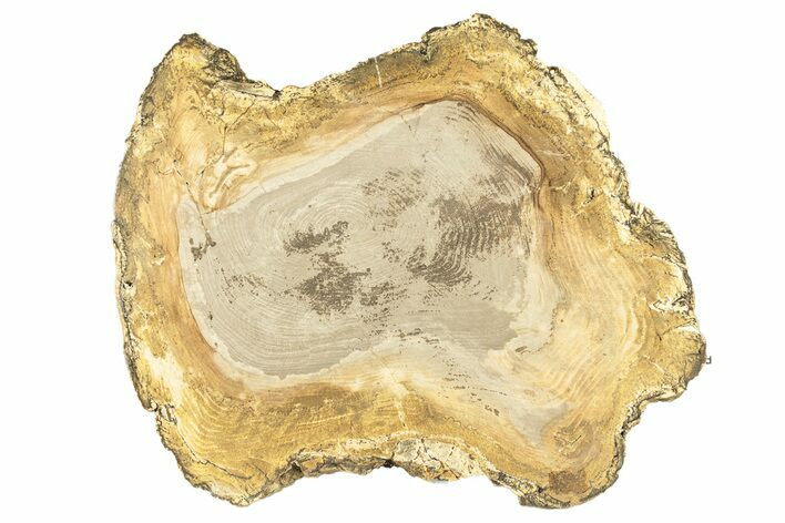 Polished Petrified Wood Round - Sweet Home, Oregon #257820